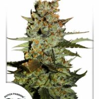 Blueberry Auto Feminised Seeds - 1
