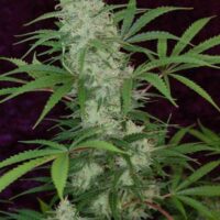 Vortex Regular Seeds - 5