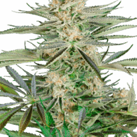 Screwdriver OG Feminised Seeds - 3