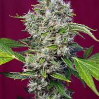 San Fernando Lemon Kush Feminised Seeds - 3