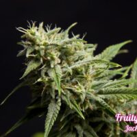 Fruity Jack Feminised Seeds - 3