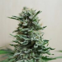 AK Skunk Auto Feminised Seeds - 3