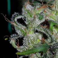 Zamaldelica Regular Seeds - 5