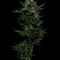 All Gas OG Auto Feminised Seeds - 5