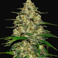 Wedding Cheesecake Auto Feminised Seeds - 1