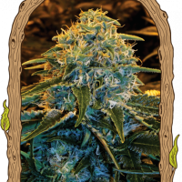 Z & Z Feminised Seeds - 3