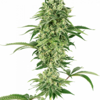 Nicole Hindu Kush Feminised Seeds - 5