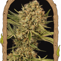 Herz OG Feminised Seeds - 3