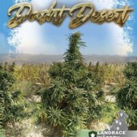 Dasht Desert Regular Seeds - 3