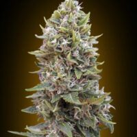 Cheese Berry Auto Feminised Seeds - 3