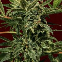 Russian Auto Feminised Seeds - 3