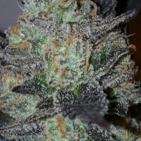 Lavender Feminised Seeds - 3
