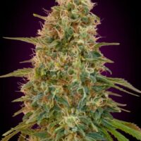 Zkittlez Auto Feminised Seeds - 1