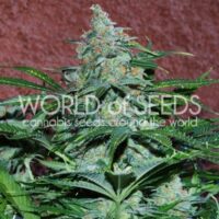 Amnesia Auto Feminised Seeds - 3