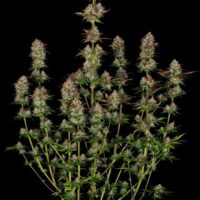 Apricot Candy Feminised Seeds - 3