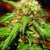 Sweet Tai Feminised Seeds - 3