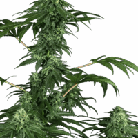 420 Punch Feminised Seeds - 3