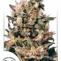 Euforia Feminised Seeds - 10