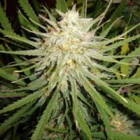 Cinderella 99 Feminised Seeds - 10