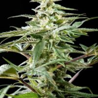 Rich Candy CBD Feminised Seeds - 3