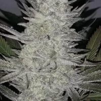 Pineapple Dynamite Limited Edition Regular Seeds - 6
