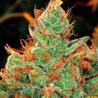 Gorilla Lilly Feminised Seeds - 1