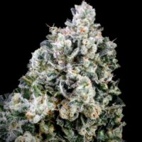 Papaya Bomb x Cotton Candy FAST Feminised Seeds - 5+2