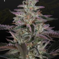Banana Krumble Feminised Seeds - 3