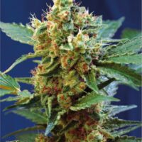 Cream Mandarine XL Auto Feminised Seeds - 3