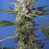 Crystal Candy F1 Fast Version Feminised Seeds - 3