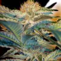 Mohan Ram Feminised Seeds - 3