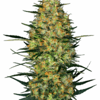 Caramellow Kush Auto Feminised Seeds - 3