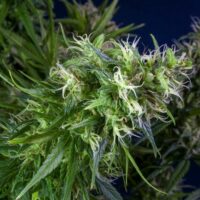 Lemon Heaven Feminised Seeds - 6