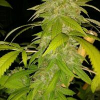 Zombie Virus Feminised Seeds - 3