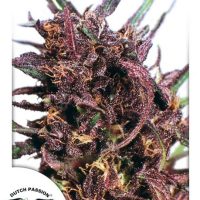 Purple #1 Feminised Seeds - 10