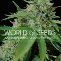 Brazil Amazonia Feminised Seeds - 12