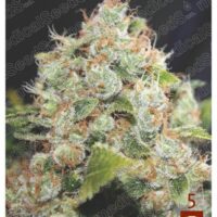 BCN Sour Diesel Feminised Seeds - 3