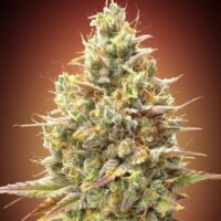 Strawberry Banana Auto Feminised Seeds - 1