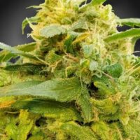 Divine CBD Feminised Seeds (CBDivine‚Ñ¢) - 10