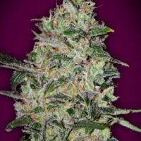 Bubble Gum FAST Feminised Seeds - 3