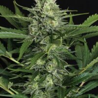 Green Gummy Auto Feminised Seeds - 3