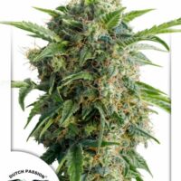 Daiquiri Lime Auto Feminised Seeds - 3