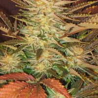 Ice Cream Feminised Seeds - 10