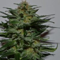 BlackBerry Auto Feminised Seeds - 3