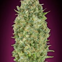 Bubble Gum Auto Feminised Seeds - 3