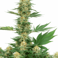 Gelato #420 Feminised Seeds - 3