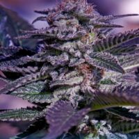 Kush Express Auto Feminised Seeds - 3