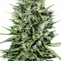 Morocco Beldia Kif Regular Seeds - 5