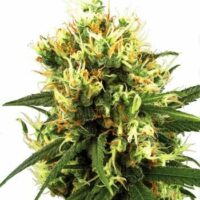 White Haze Auto Feminised Seeds - 3