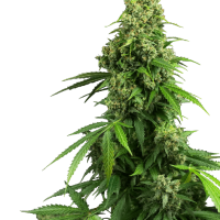 Honey Melon Kush Auto Feminised Seeds - 3